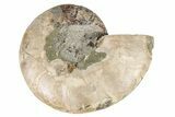 Cut & Polished Ammonite Fossil (Half) - Madagascar #191662-1